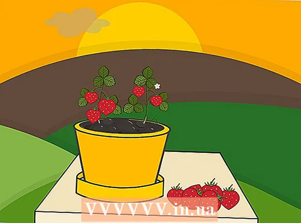 Cum se cultivă căpșuni într-o oală