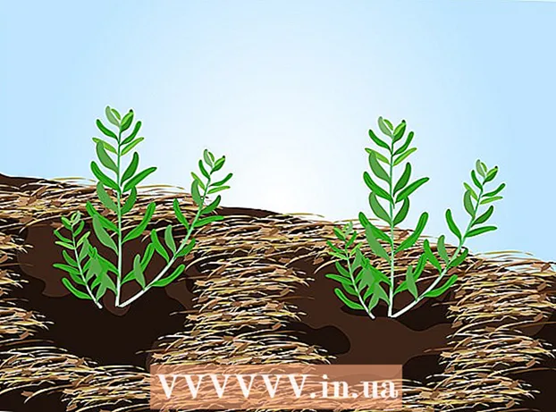 Tohumlardan lavanta nasıl yetiştirilir