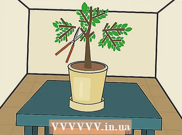 Jak wyhodować drzewo cytrynowe w pomieszczeniu