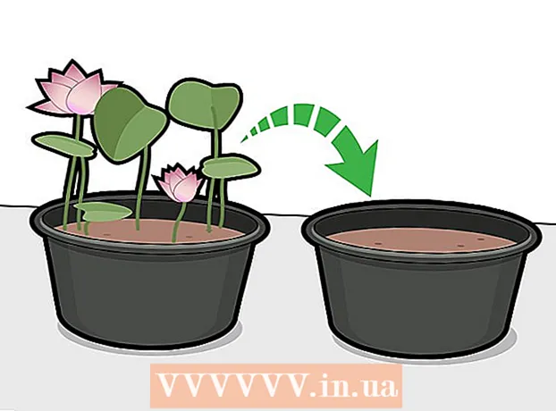How to grow a lotus
