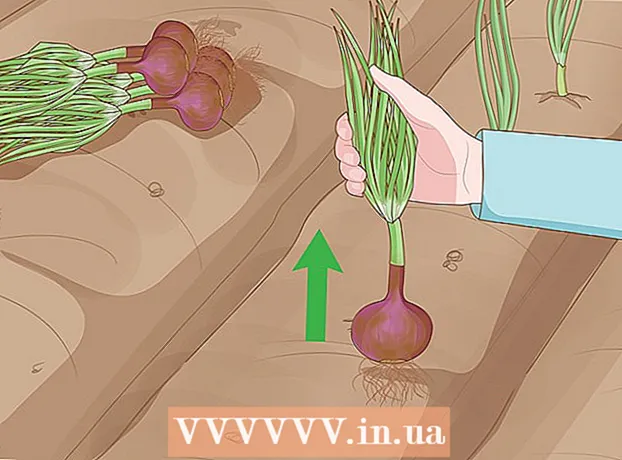 Wie man Zwiebeln anbaut