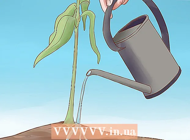 Come far crescere un mango da un seme