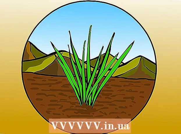 Як виростити пампасная траву