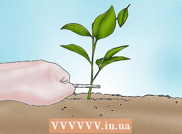 Cara menanam peony dalam pot