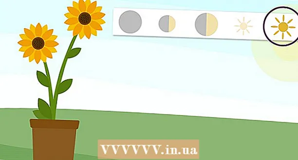 Wie man eine Sonnenblume in einem Topf anbaut