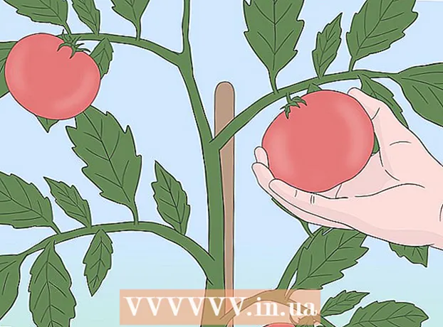 كيفية زراعة الطماطم من البذور