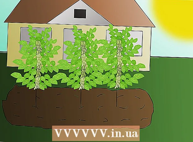 Comment faire pousser du soja