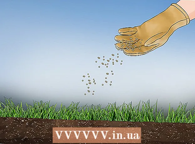 How to grow grass from seeds
