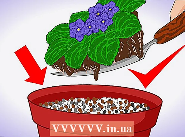 Hur man odlar uzambara fioler inomhus
