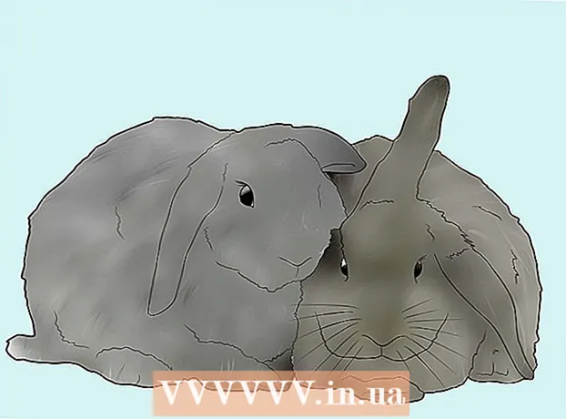 Come prendere un coniglio dalle orecchie pendenti nei tuoi animali domestici?