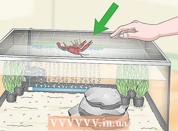 Cómo cuidar los cangrejos de río