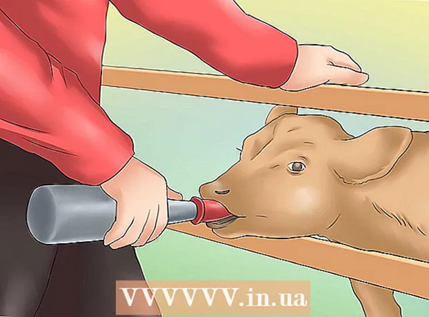 Comment prendre soin d'un veau orphelin