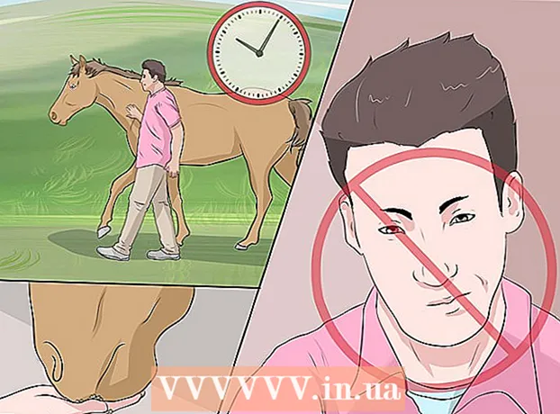 How to earn the trust of a recently abused horse